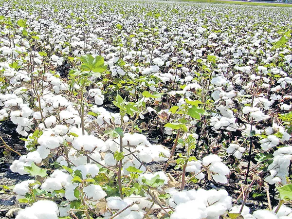 400 crores profit by Cotton seed from the state to the company - Sakshi