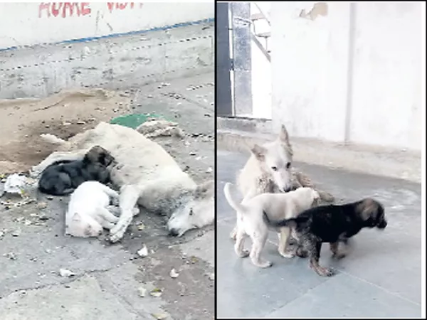 Mother Dog And Puppies Are Safe - Sakshi