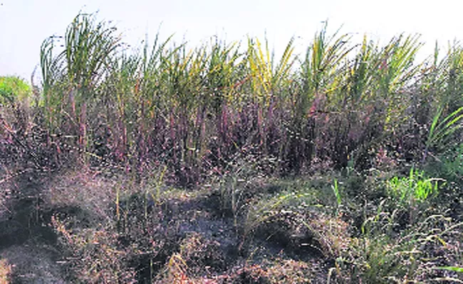 Power Line Destroys Crop In Chittoor - Sakshi