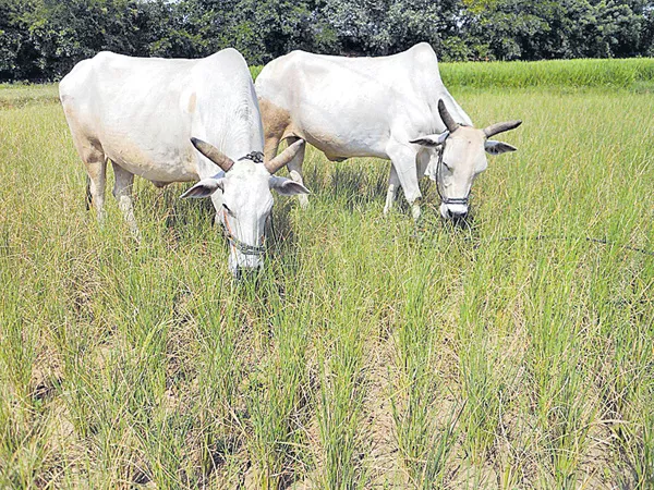 Fodder feeding Shortage to Animals In This Summer - Sakshi