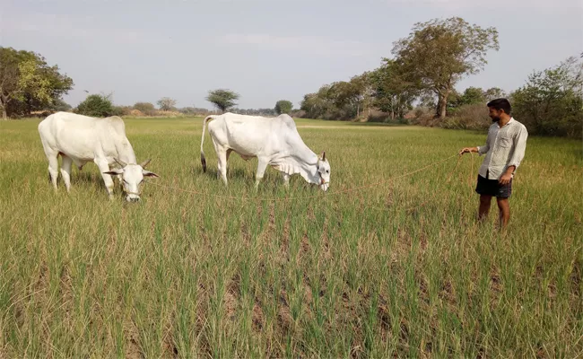 Water Problems For Fields In Warangal - Sakshi