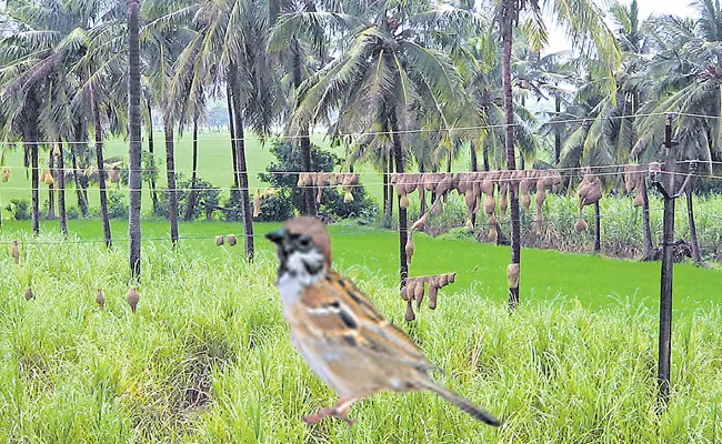 Mahesh is currently Phd on the sparrows - Sakshi