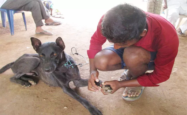 Dog Walk to Srisailam Temple in Forest - Sakshi