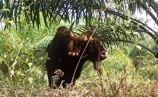 Bison Halchal In Villages - Sakshi