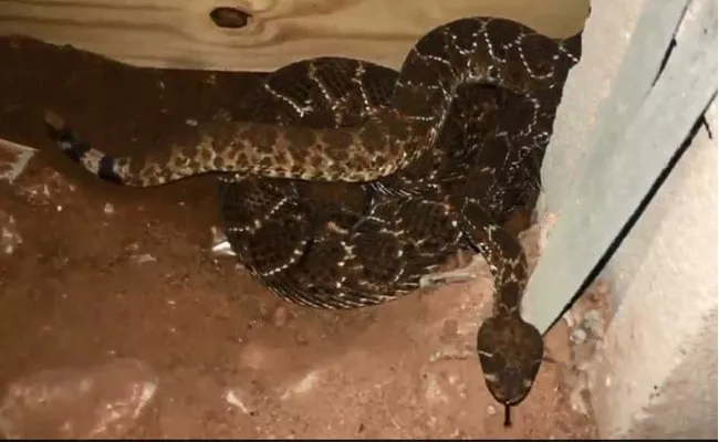 Man Finds 45 Venomous Rattlesnakes Under House - Sakshi