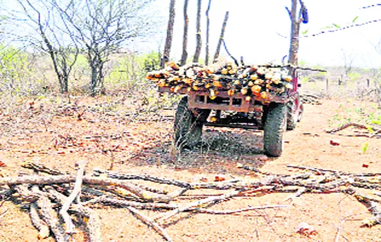 Governament Should Avoid Illegal Timber Smuggling - Sakshi