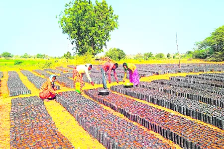 Nurseries In Nalgonda Muncipality - Sakshi