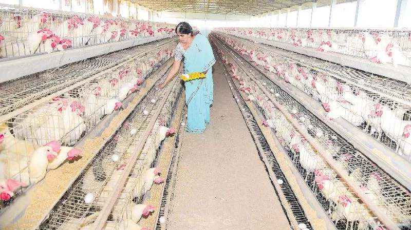 organic egg farming - Sakshi