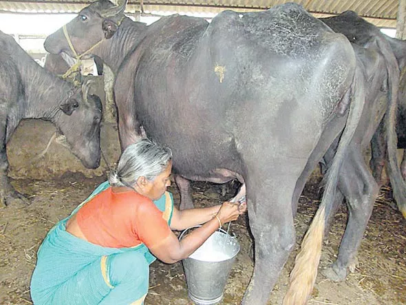 subsidy for dairy farmers in navarathnalu - Sakshi