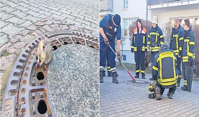 Rat Stuck In Manhole In Germany Bensheim - Sakshi