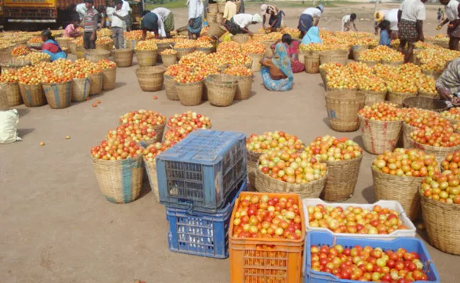 Tomato Prices Down in Kurnool - Sakshi