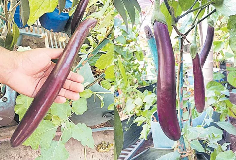 kerala eggplants very teast - Sakshi