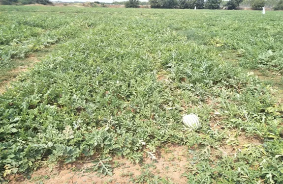 Losses With Water Melon - Sakshi