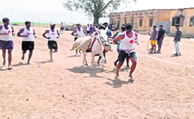 Ass Competitions In Bandi Atmakur Shiva Nandi Temple - Sakshi