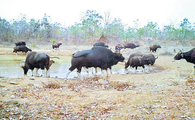 Telangana Forest Department Actions To Improve Wildlife - Sakshi