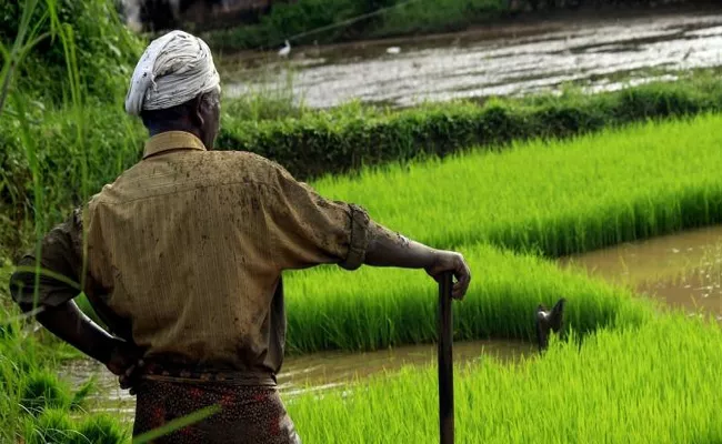 Agriculture Is Not Good In Warangal - Sakshi