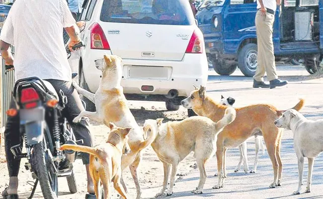 Summer Effect on Street Dogs Hyderabad - Sakshi