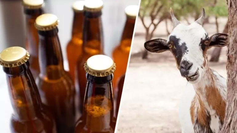 Alcohol At Half Rate Free Goat On Eid  Were Part Of SVP's Poll Promises - Sakshi