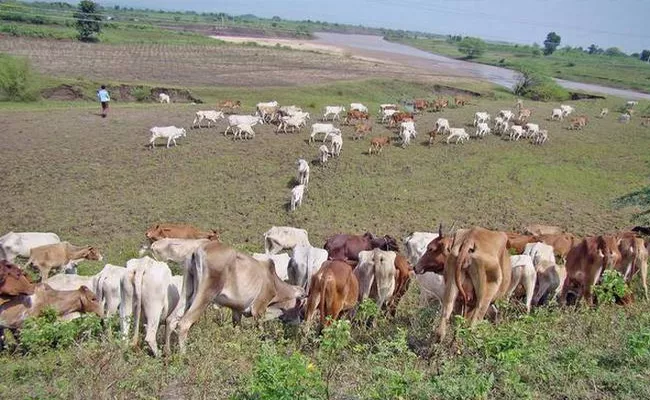 Cattle Calculation Complete In Adilabad - Sakshi