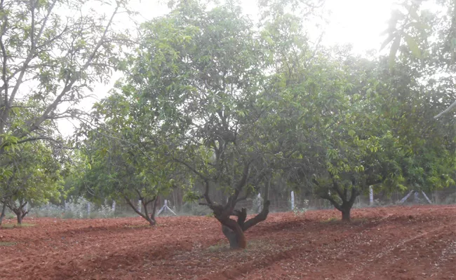 Mango Farmers Loss This Summer Season - Sakshi