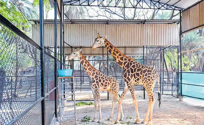 Giraffes into Nehru Zoo Enclosure - Sakshi