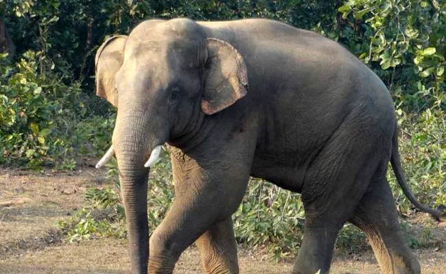 Five People Died In Elephant Crush In Odisha - Sakshi