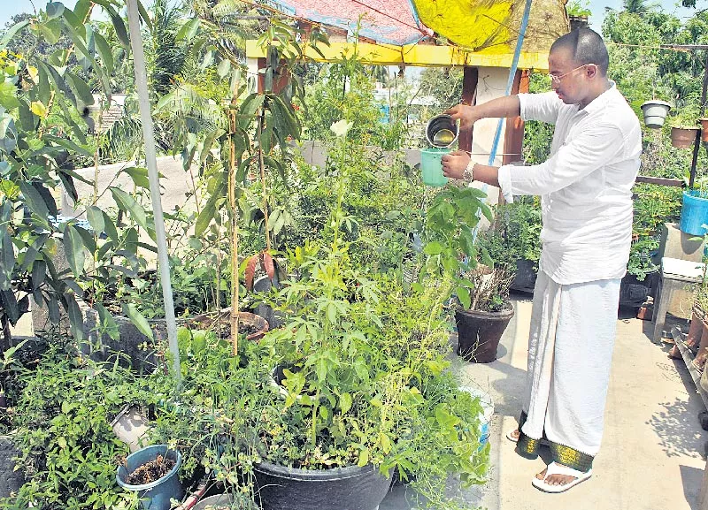 Green medicinal home terres - Sakshi