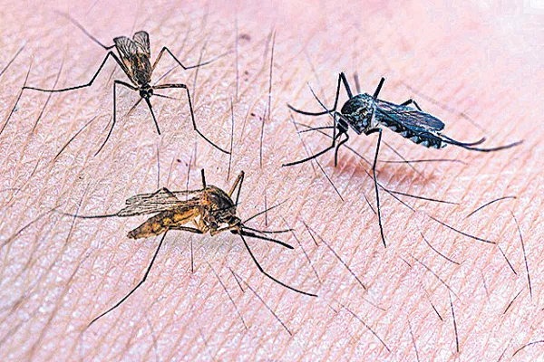 Medical And Health Department Negligence Over Malaria, Dengue Cases - Sakshi