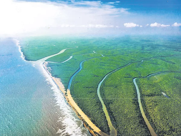 Water cats and five other mammals are recognized in East Godavari - Sakshi