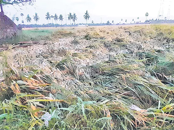 Crop Loss to Farmers With Premature Rains - Sakshi