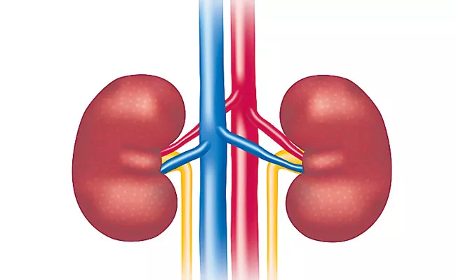 kidneys are the Most Complicated and Crucial Organs in The Body - Sakshi