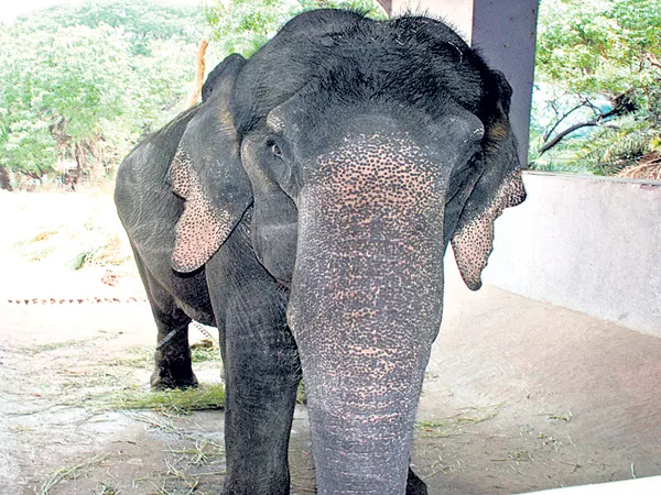 Forest Department decision to follow the High Court judgment On Elephant - Sakshi