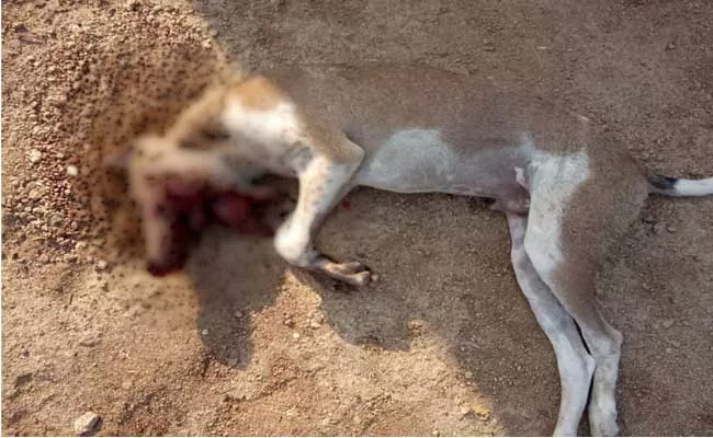 Country Bomb Kills Stray Dog In Suryapet - Sakshi