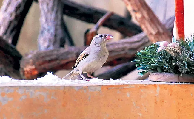 Couople Save Birds in Hyderabad - Sakshi