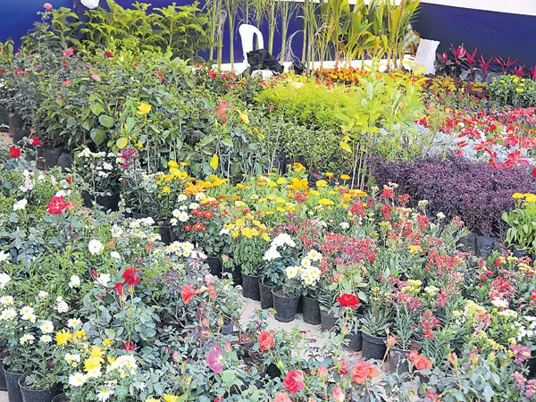 Horticulture Loss is Above Rs 29 crores - Sakshi