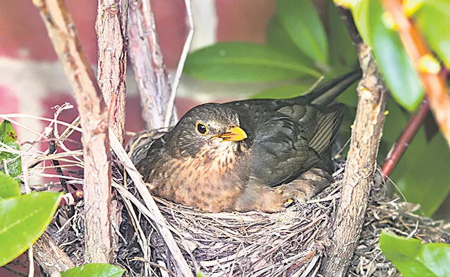 Sparrow House has Come in the Air and the Nest is Broken - Sakshi