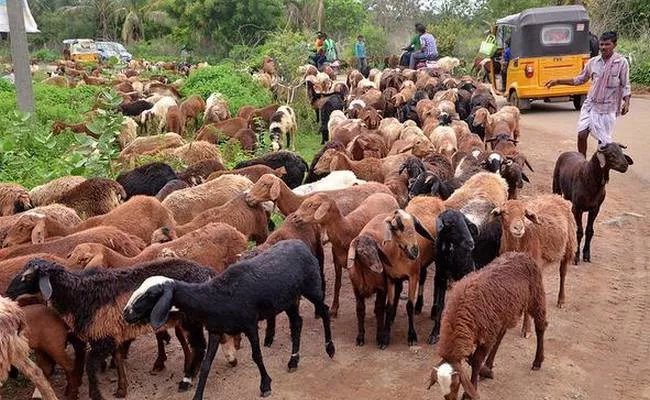 Animal Wealth Is Increased Warangal - Sakshi