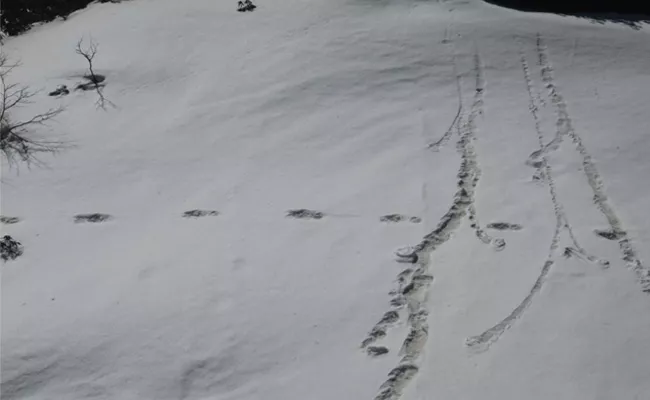 Indian Army Spots Yeti Footprints - Sakshi