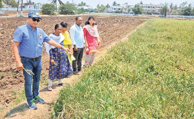 Special Story Of Small Grains Cultivation Techniques - Sakshi