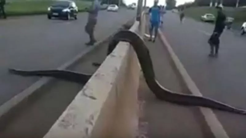 Giant Anaconda Halts Busy Road in Brazil Video Goes Viral - Sakshi