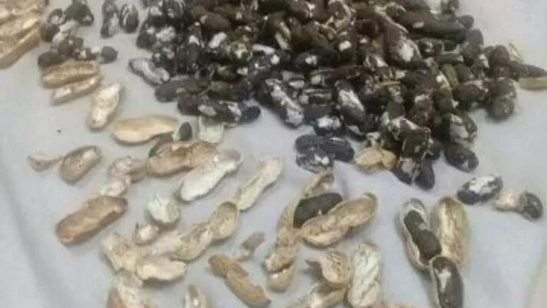 Man Tries Smuggling Drugs In Peanut Shells At Airport - Sakshi