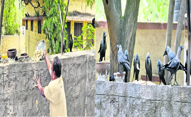 Man Feeding Crows Daily In Karnataka - Sakshi