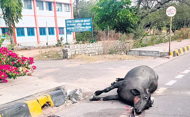 Buffalo leaving to life veterinary hospital before - Sakshi