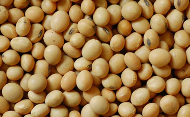 Soybeans Seeds Crops Nizamabad Farmers - Sakshi