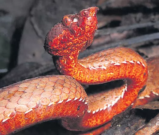 India's newest pit viper found in Arunachal Pradesh - Sakshi