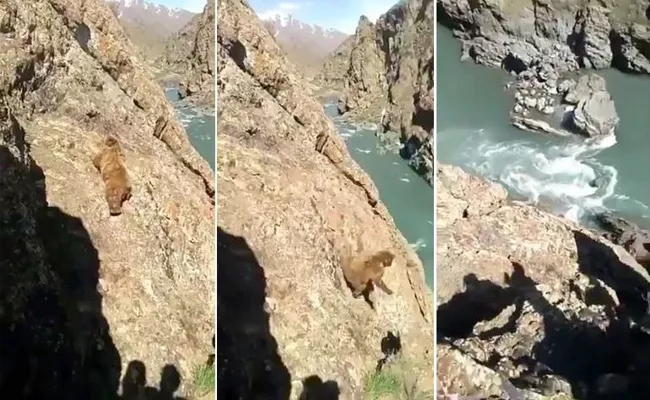 Shocking Video Bear Falls Off Steep Cliff Being Stoned By people - Sakshi