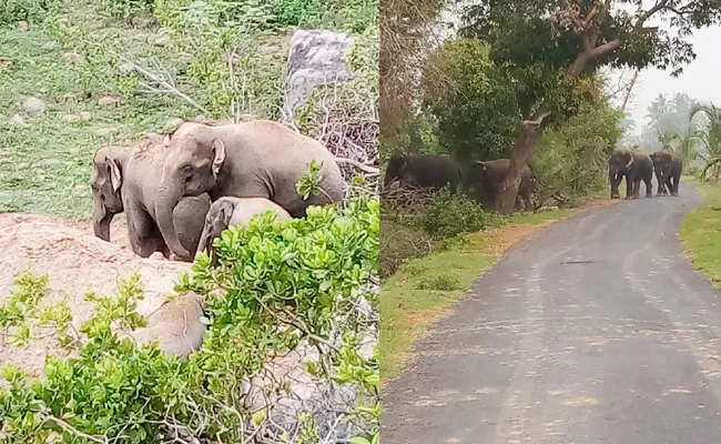 Elephants Attack in Srikakulam - Sakshi