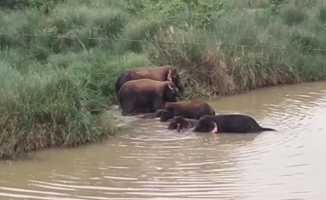 Elephants Groups Obstruct Traffic in Patapatnam - Sakshi