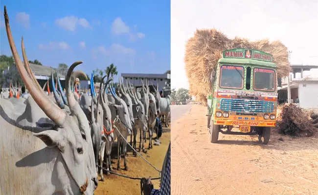 Cattle Fodder Shortage Medak Farmers - Sakshi