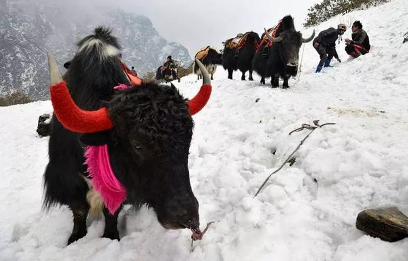 300 Himalayan Yaks Die of Starvation in Sikkim - Sakshi